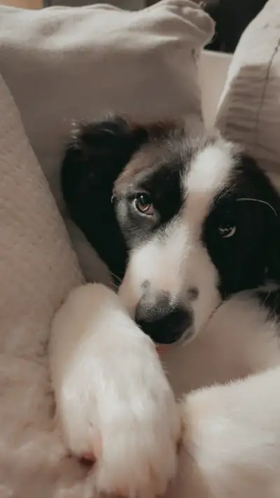 border Aussie pup price negotiable:), View more