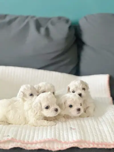 Pure breed Korean Bichon Frise, View more