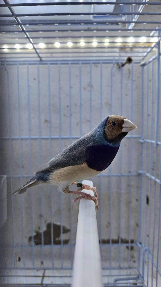 Finches for sale Birds for Rehoming City of Toronto Kijiji