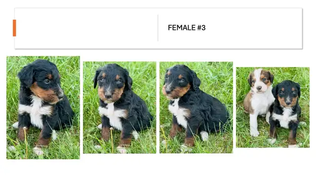 Tricolored Labrabernedoodles for sale - $250 in Dogs & Puppies for Rehoming in Winnipeg - Image 5