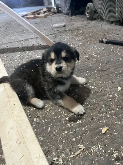 Alaskan x golden puppies, View more