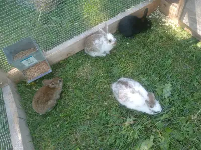Four Bunnies for sale, View more