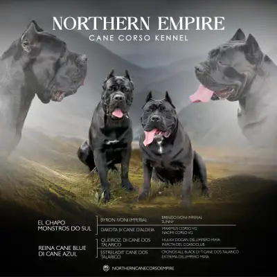 Cane Corso puppies upcoming litter, View more