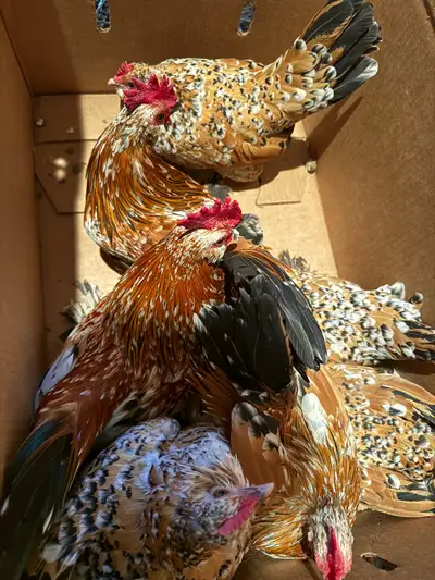 Two super good boys for rehoming. They’re friends not food (: I just don’t need three Roos $20 each...