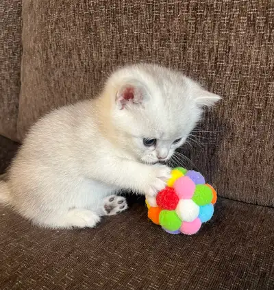 Beautiful kittens , View more