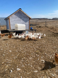 Laying hens 