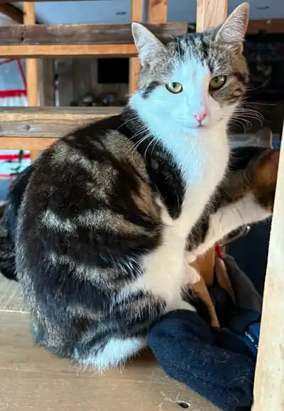 Chattes de neuf mois, View more