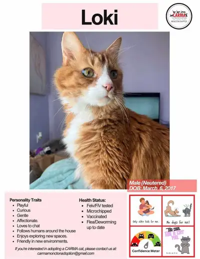 Gorgeous neutered and microchipped male. NO EMAILS/KIJIJI MESG PLEASE! Call 852-1033 & fill out this...