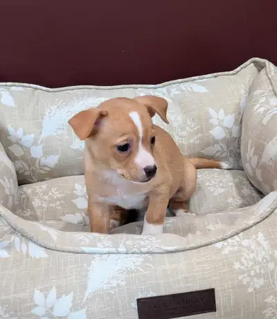 Chihuahua Pups(Male) Ready Now, View more