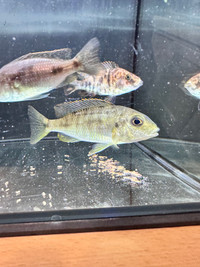 Fish for rehoming