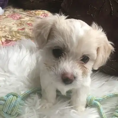 Poo/Chi pups $600/$1000, View more