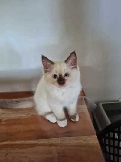 magnifiques chatons ragdoll PURE race, View more