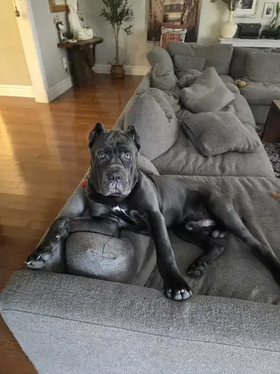 Cane Corso/Golden retriever puppies, View more