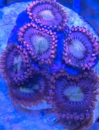 AFK Reef's Coral Patch