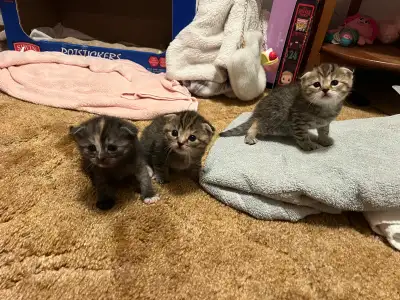 Adorable Scottish Fold Kittens, View more