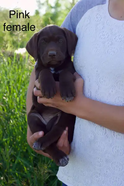 Yellow lab cross German short haired pointer, View more