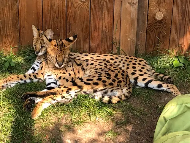 Serval Kittens Available !  in Cats & Kittens for Rehoming in City of Montréal - Image 11