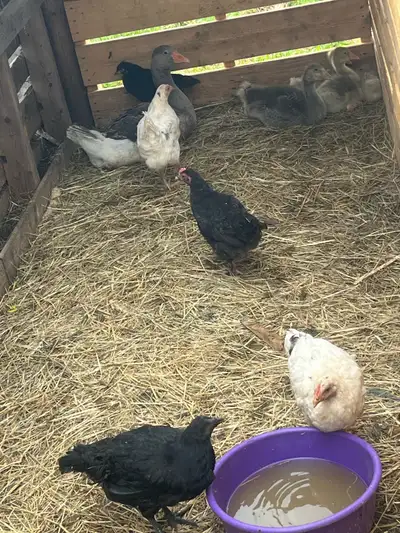 young pullets , View more