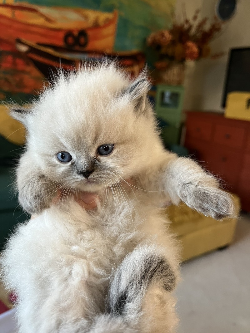 Persian ragdoll kittens ready to go home Cats & Kittens for Rehoming Edmonton Kijiji