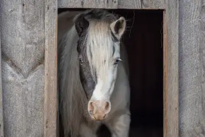 Friendly Shetland Pony Mare – Looking for Her Perfect Home., View more