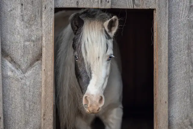 Friendly Shetland Pony Mare – Looking for Her Perfect Home. in Horses & Ponies for Rehoming in Owen Sound - Image 2
