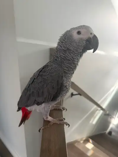 Talking parrot!, View more