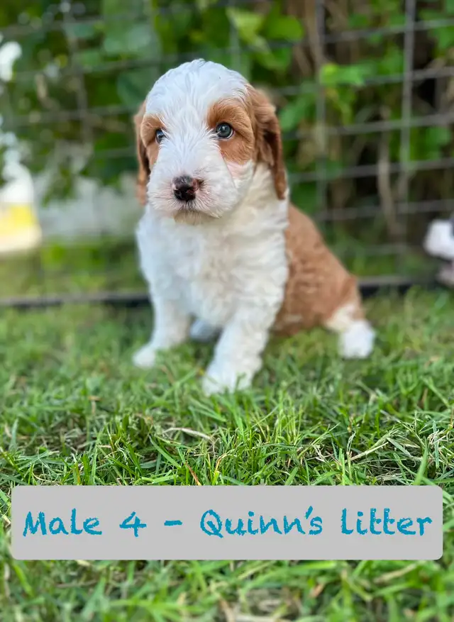 Aussie-Sheepadoodle puppies in Dogs & Puppies for Rehoming in Calgary - Image 8