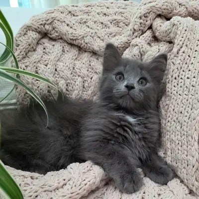 Chaton Siberien hypoallergene, View more