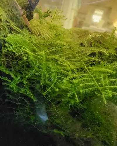 Christmas moss (seulement disponible en petite quantité), View more
