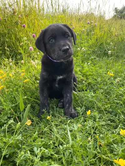 Golden Lab Cross Puppies, View more