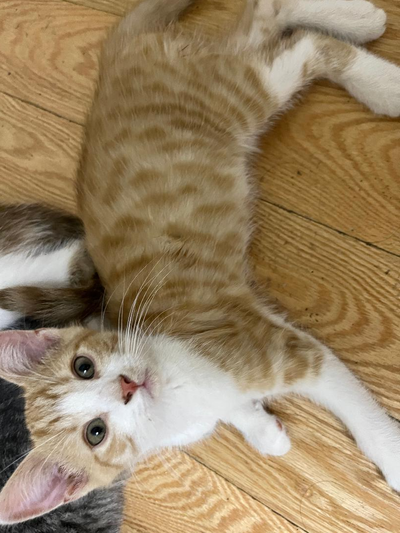Beautiful Male kitten, Super sweet, View more