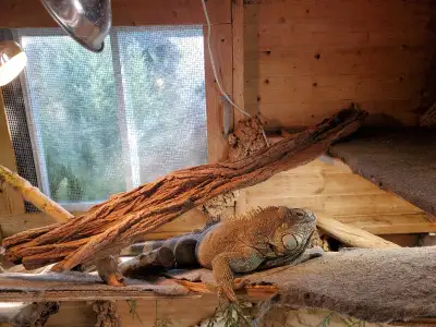 male adult green iguana, View more