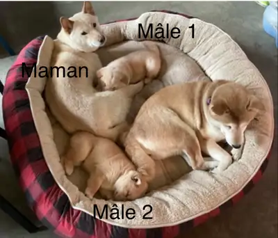 Magnifiques petits Shiba inu, View more