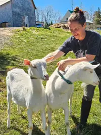 Sannen milking goat does