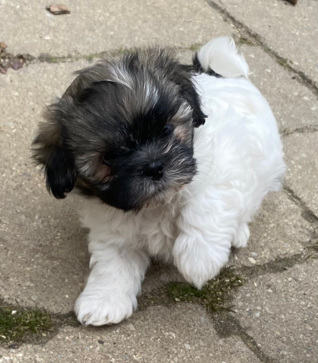 bichon frise shih tzu in Dogs & Puppies for Rehoming in Barrie - Image 2