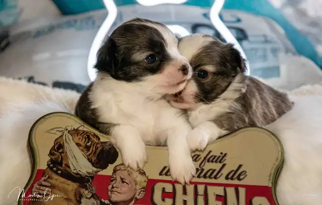 Mignon chihuahua poil long très attachant in Dogs & Puppies for Rehoming in Longueuil / South Shore - Image 4