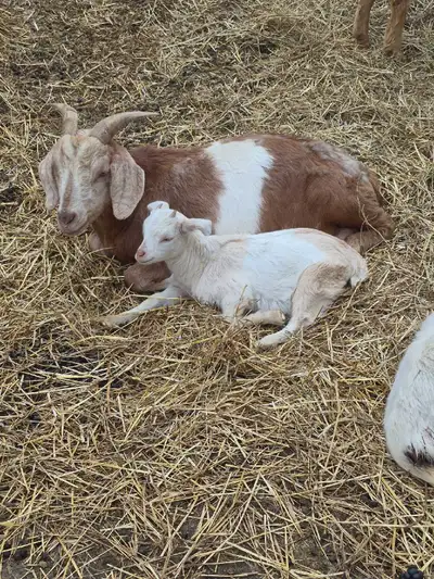 Nanny and doeling , View more