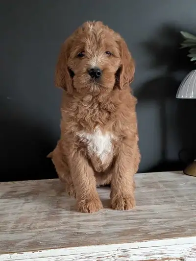 F1 Apricot Labradoodle puppies microchipped and hypoallergenic!!, View more