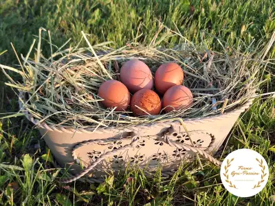 Oeufs de consommation (Poule et Caille), View more