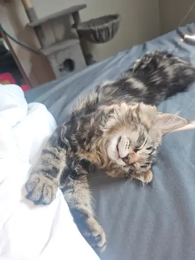 Male kitten born in may 17th 2025, View more