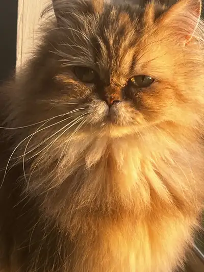 Arrêt de chatterie Femelle golden, super gentille et colleuse pas de problème avec les enfants et le...