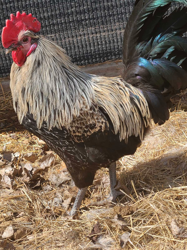 Rooster for sale  in Livestock in Saskatoon