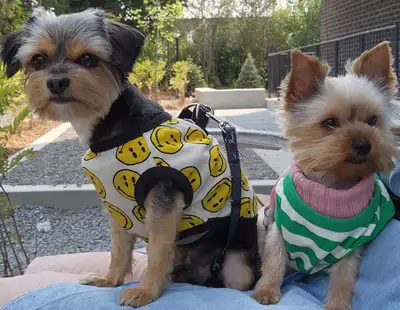 Loving Pair of Small Dogs Looking for a Caring Home, View more