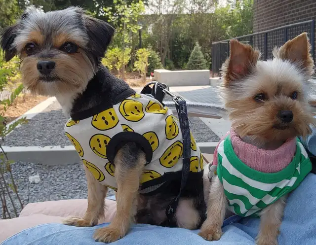 Loving Pair of Small Dogs Looking for a Caring Home in Dogs & Puppies for Rehoming in City of Toronto - Image 2