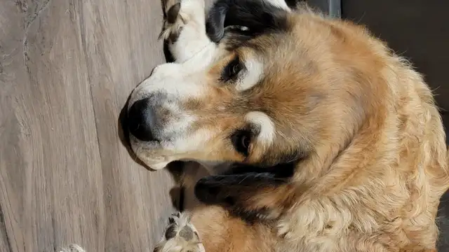 Tibetan Mastiff/Great Pyrenees Puppies in Dogs & Puppies for Rehoming in Quesnel - Image 8