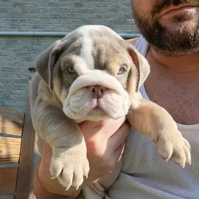ENGLISH BULLDOG, View more