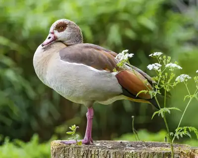 Exotic waterfowl , View more
