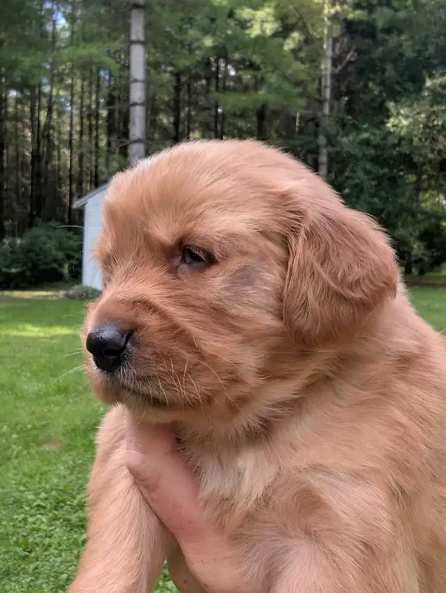 pure-bred Golden Retriever puppies in Dogs & Puppies for Rehoming in Owen Sound - Image 9