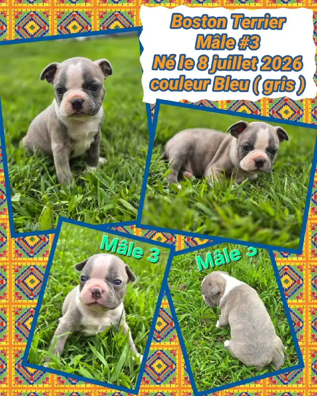 Chiots Boston Terrier in Dogs & Puppies for Rehoming in Drummondville - Image 2