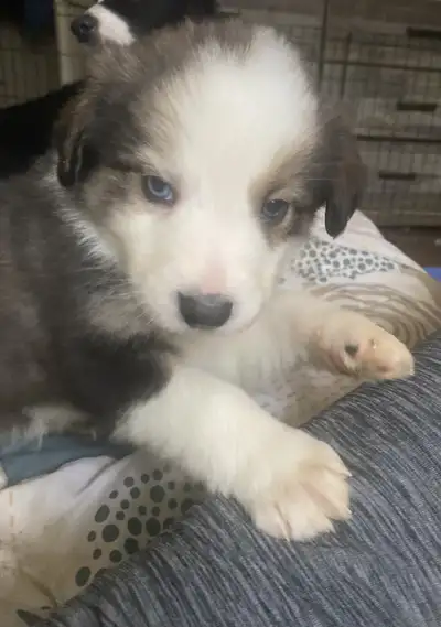 Border collie/Australian Shepherd puppies, View more